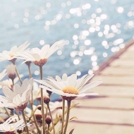 Holly_